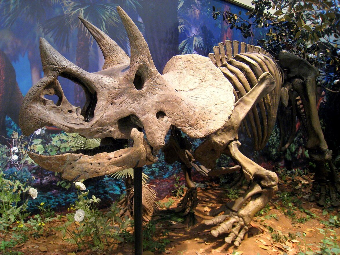 A Triceratops prorsus at the Carnegie Museum of Natural History in Pittsburgh, Pennsylvania.